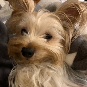 Meet your Posher, Lacey